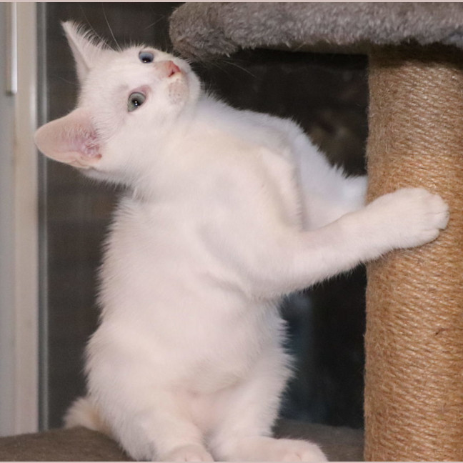 Photo of Snowy