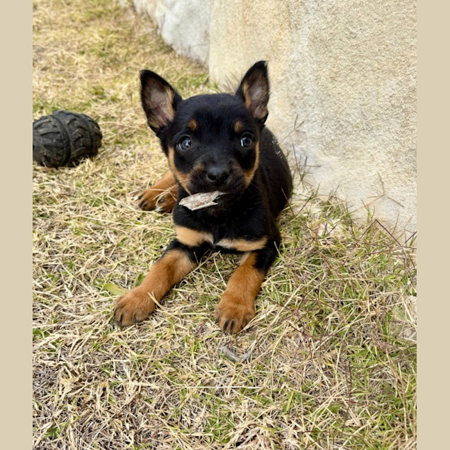 Photo of Sandal 