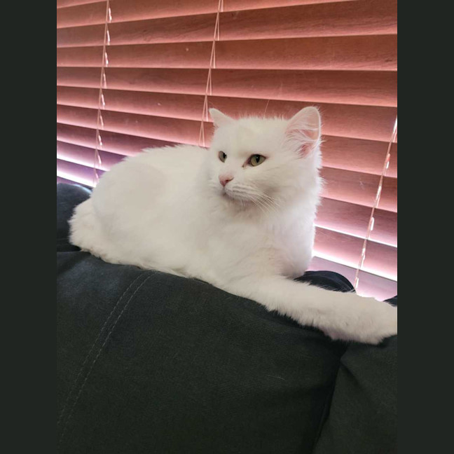 Photo of Princess