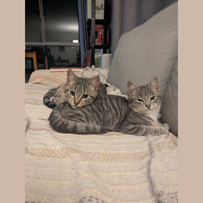 Photo of Goose / Artemis
