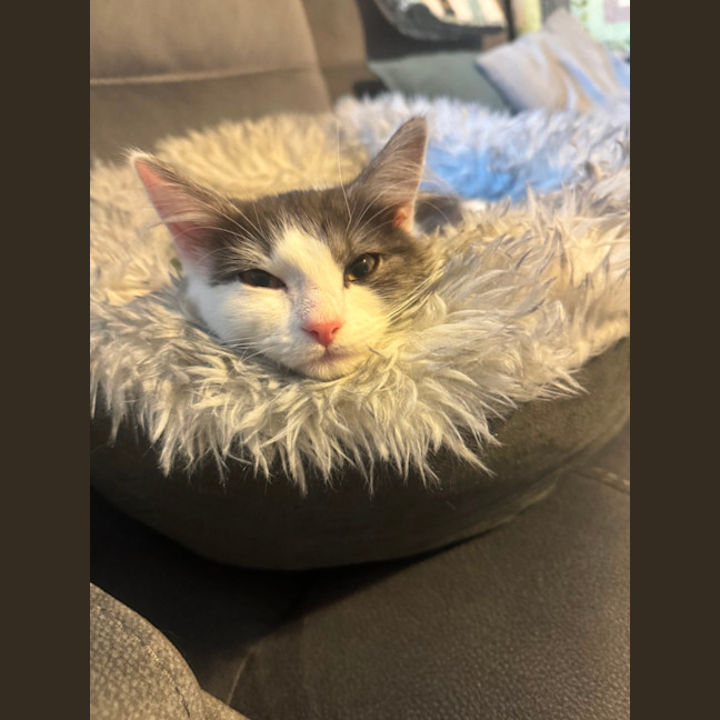Photo of Aspen