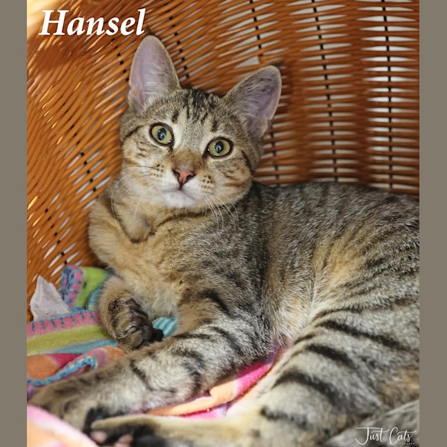 Photo of Hansel