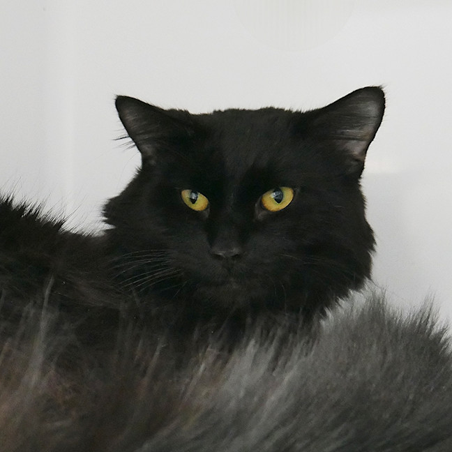 Photo of Lynx Sua014227