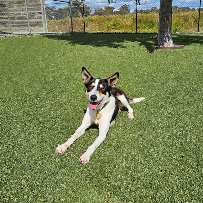 Photo of Roo