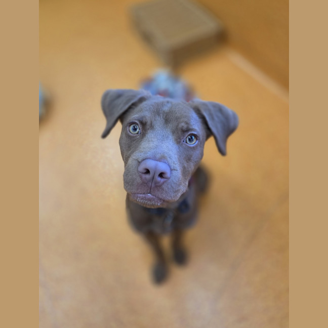 Photo of Nugget