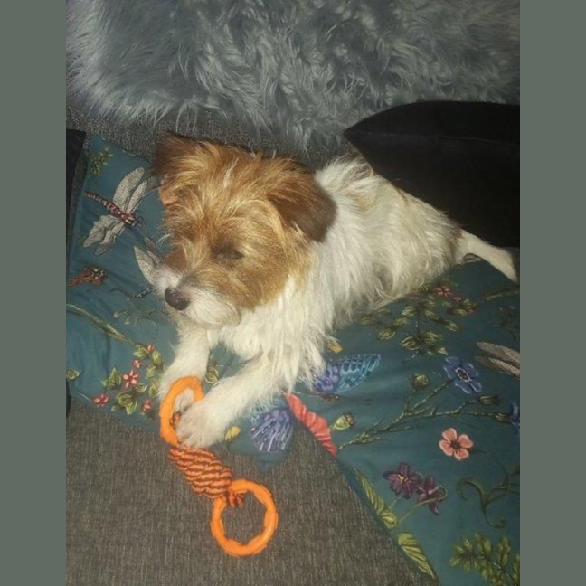 Photo of Bolt O'cleary