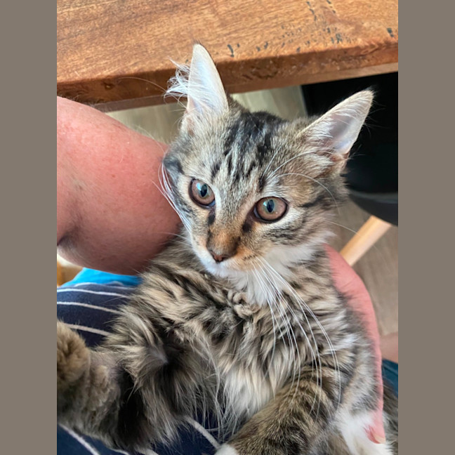 Photo of Abigail   Meet Me At Pet Stock Keysborough