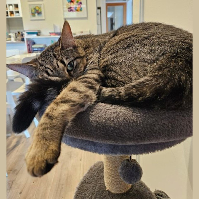 Photo of Shadow