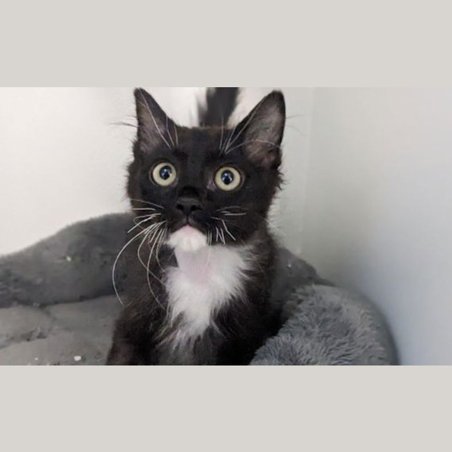 Photo of Lucky