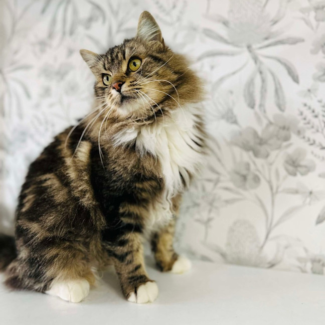 Photo of Honeydew   Located In Preston