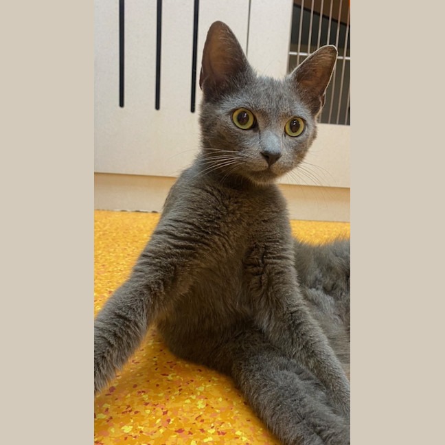 Photo of Cinder