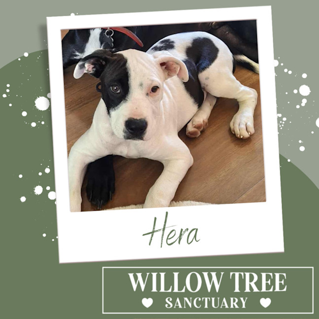 Photo of Hera