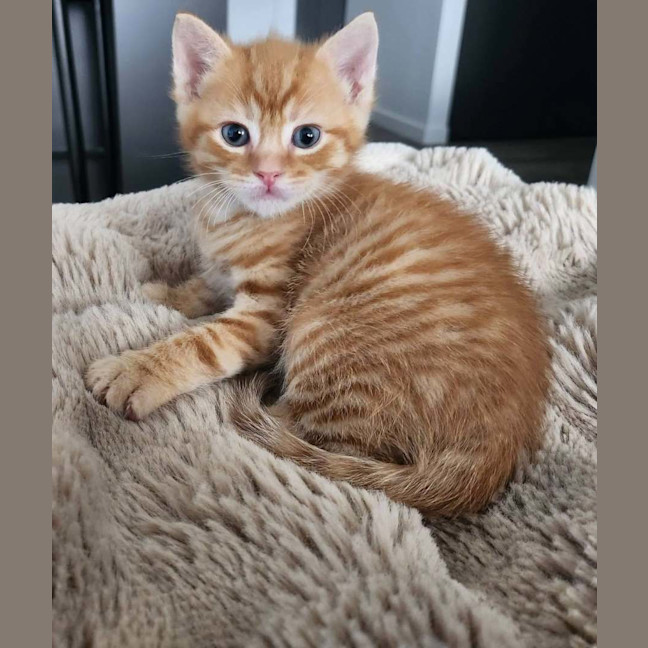 Photo of Ember