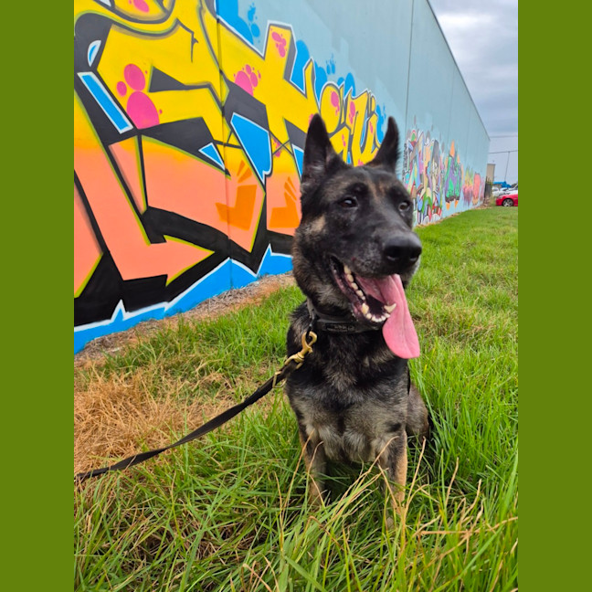 Photo of Sasha (68531)