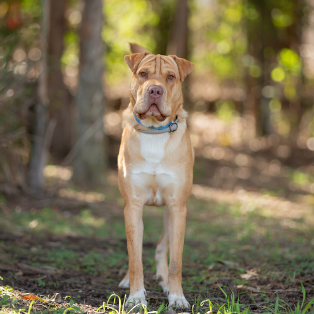 Photo of Angus