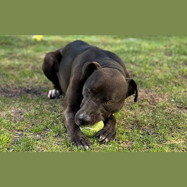 Photo of Hopper