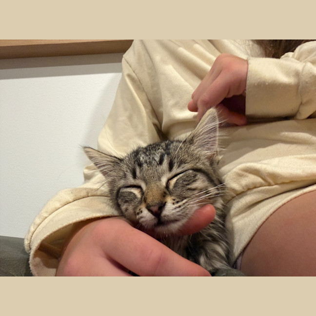 Photo of Cookie
