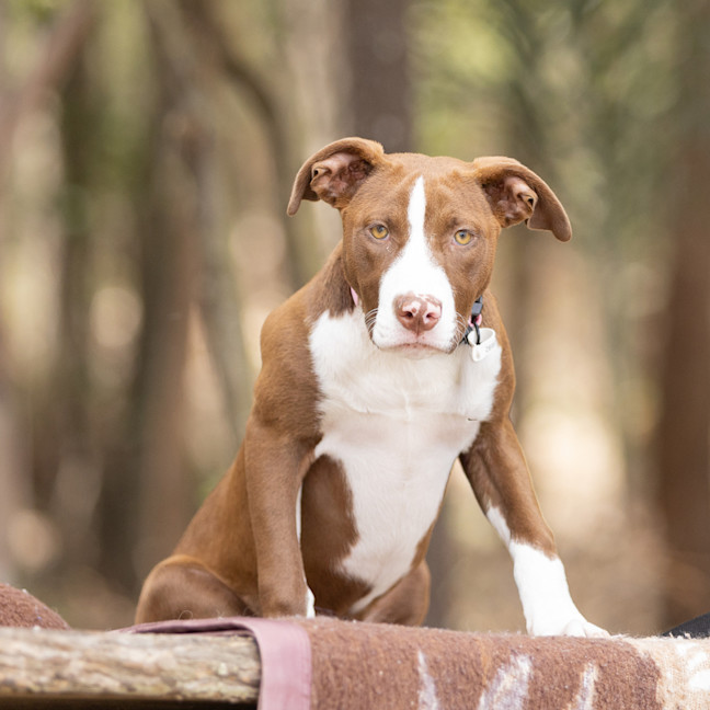 Photo of Cinnamon