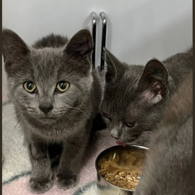 Photo of Granite, Shale & Flint