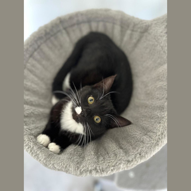 Photo of Violette