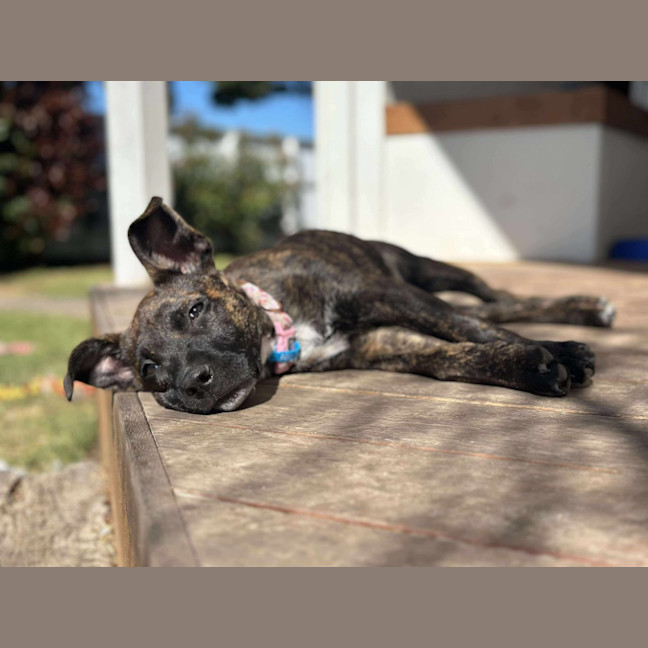 Photo of Lola