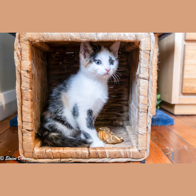 Photo of Maple