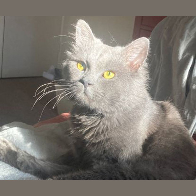 Photo of Toothless