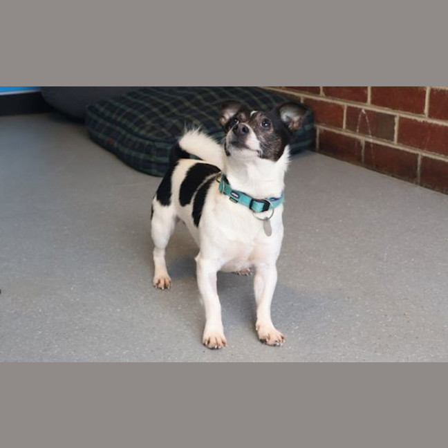 Photo of Lucky