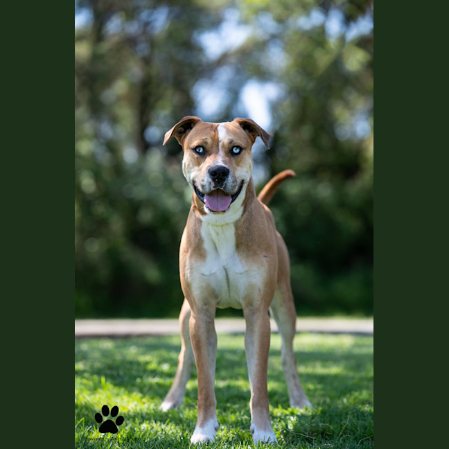 Photo of Cobalt