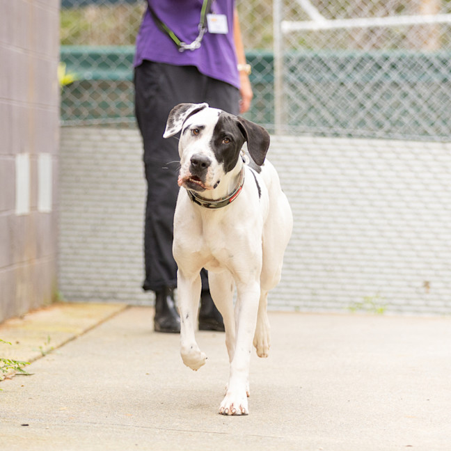 Photo of Spotty