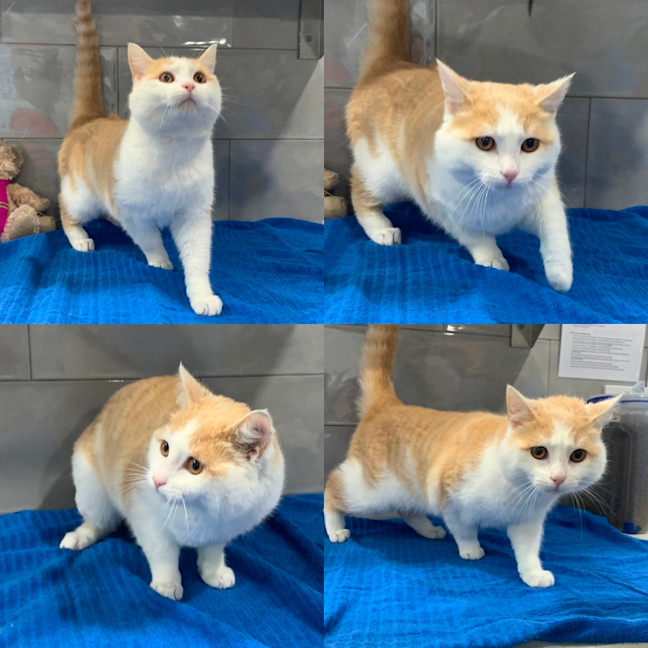 Photo of Mango