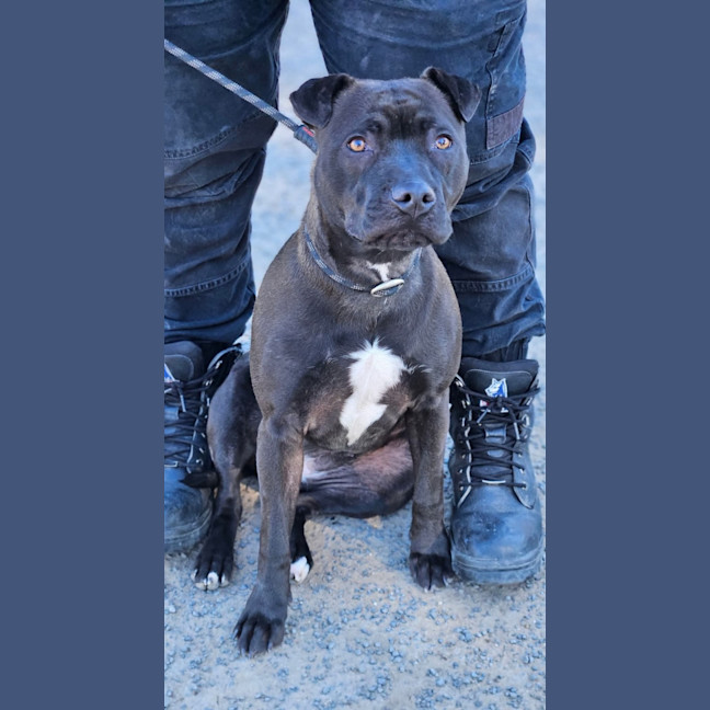 Annie - Medium Female Staffordshire Bull Terrier Mix Dog in VIC - PetRescue