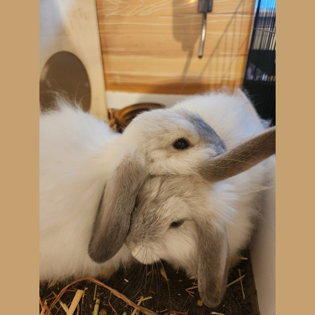 Photo of Pippin