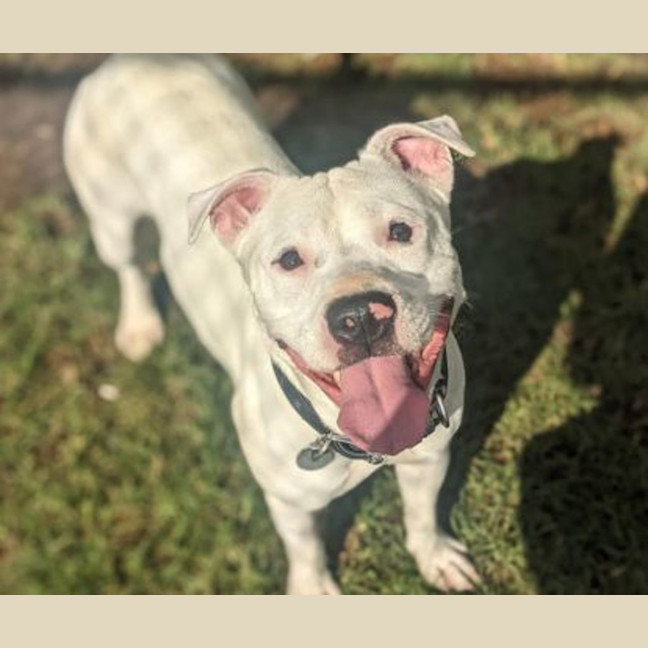 Photo of Ghostie Wostie