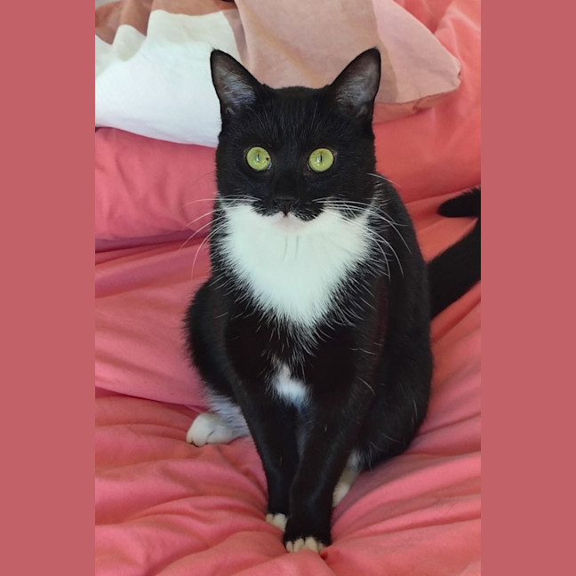 Photo of Limi