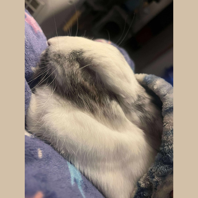 Photo of Iggy