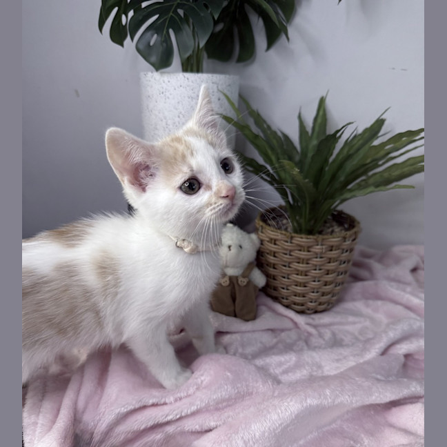 Photo of Peaches 🪷