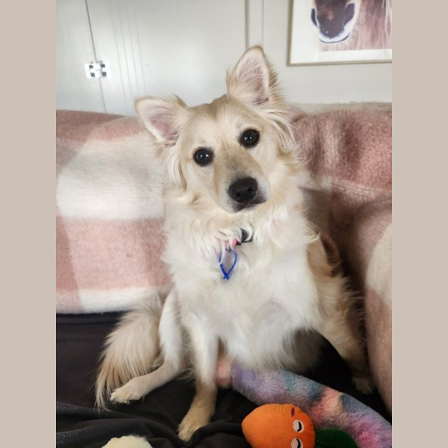 Photo of Rain   1.5 Year Old Pomeranian