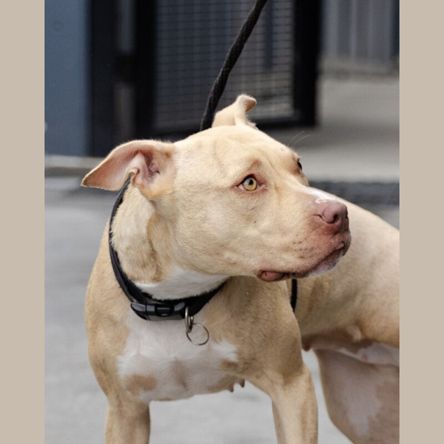 Photo of Maple