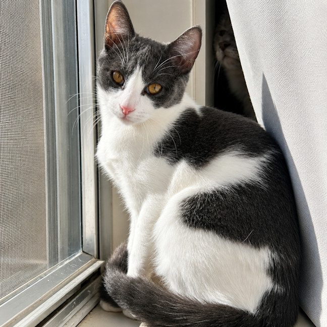 Photo of Baloo