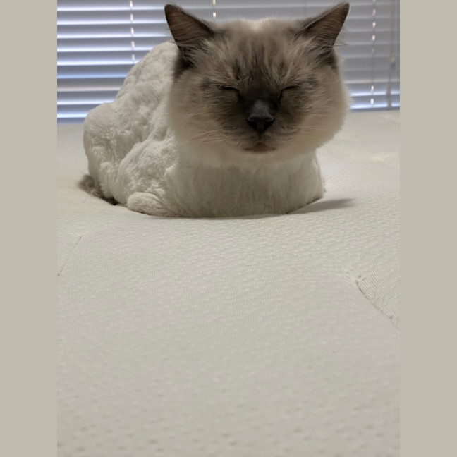 Photo of Chilli