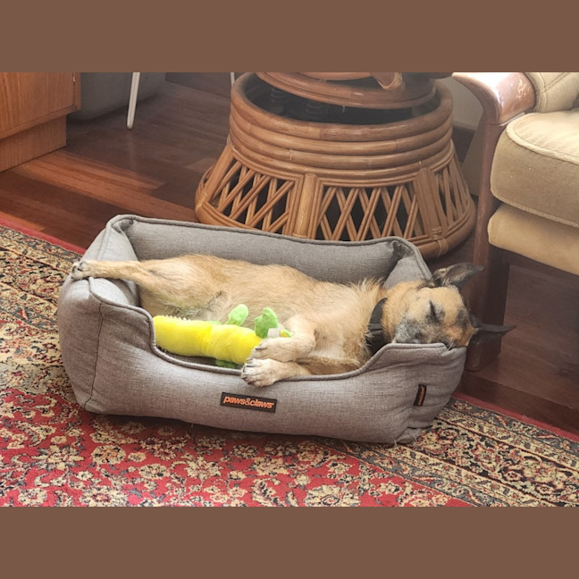 Photo of Toby 