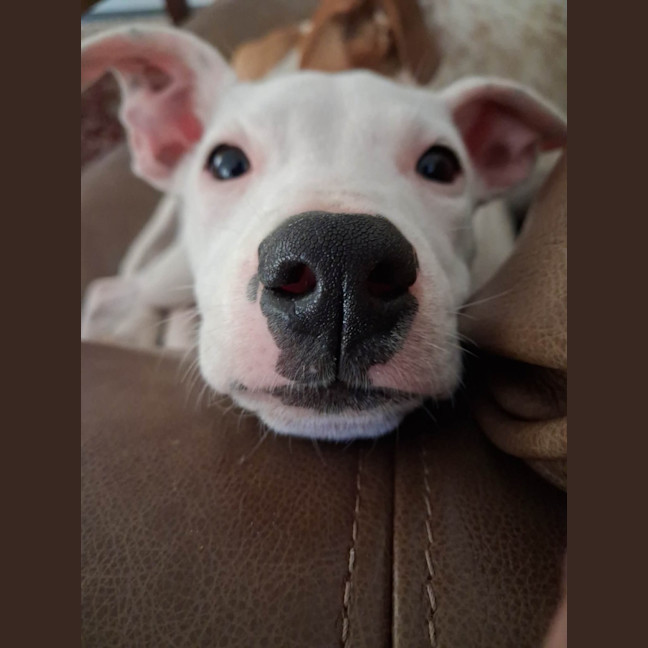 Photo of Sage 