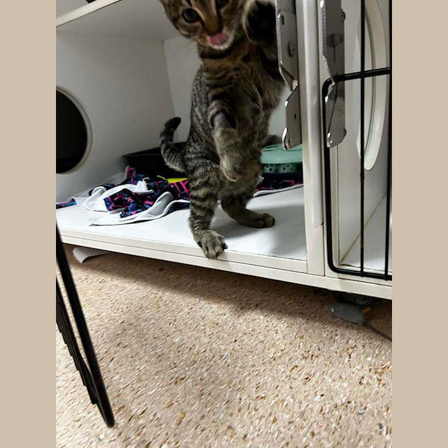 Photo of Tucker