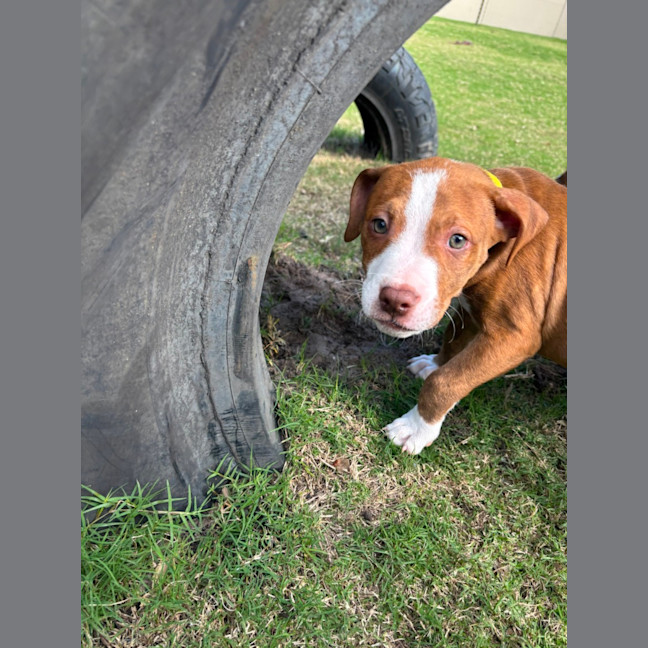 Photo of Nutmeg   4 Month Old Staffy X