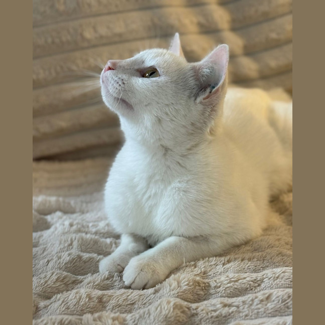 Photo of Jadis