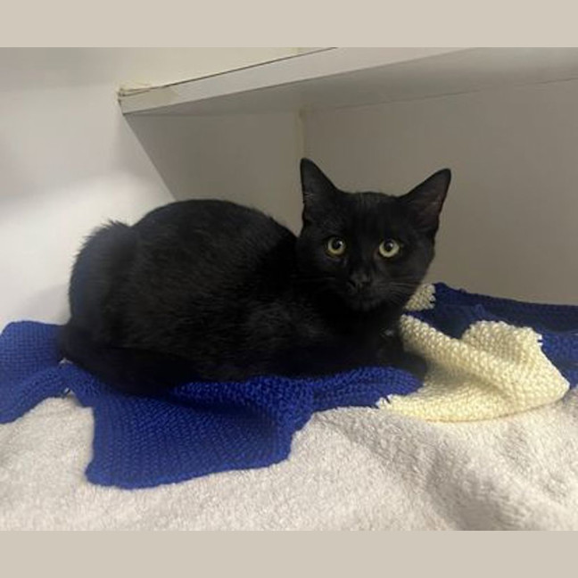 Photo of Jiji