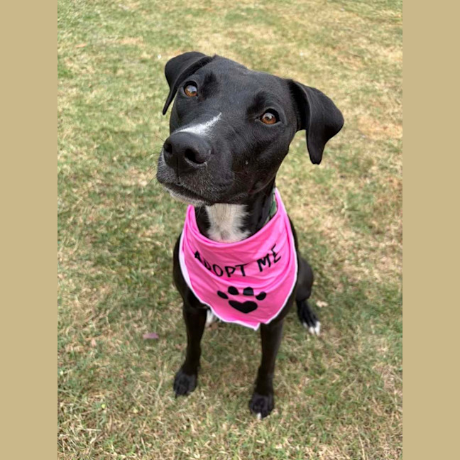 Photo of Fern *$250 Adoption Fee*