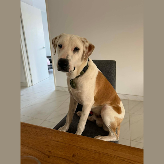 Photo of Koba