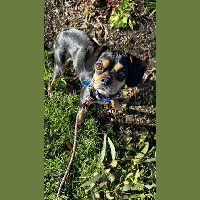 Photo of Pixie